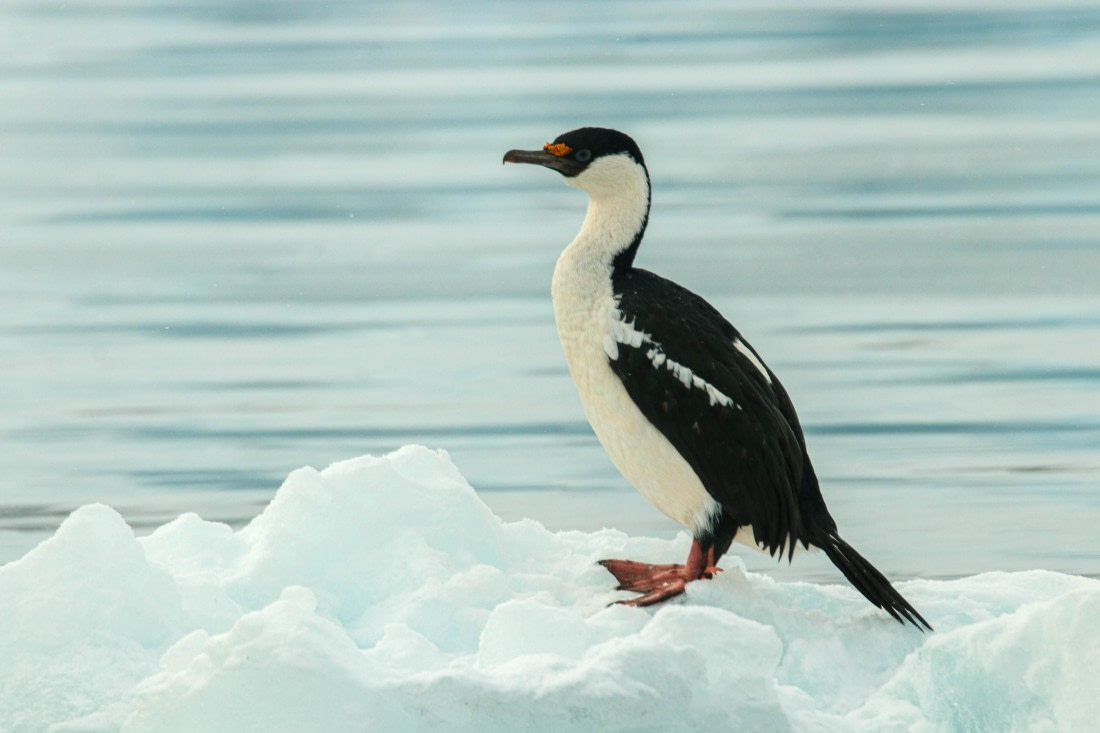 PLA32-25, Day 8, IMG_7753 © Unknown photographer - Oceanwide Expeditions.jpg