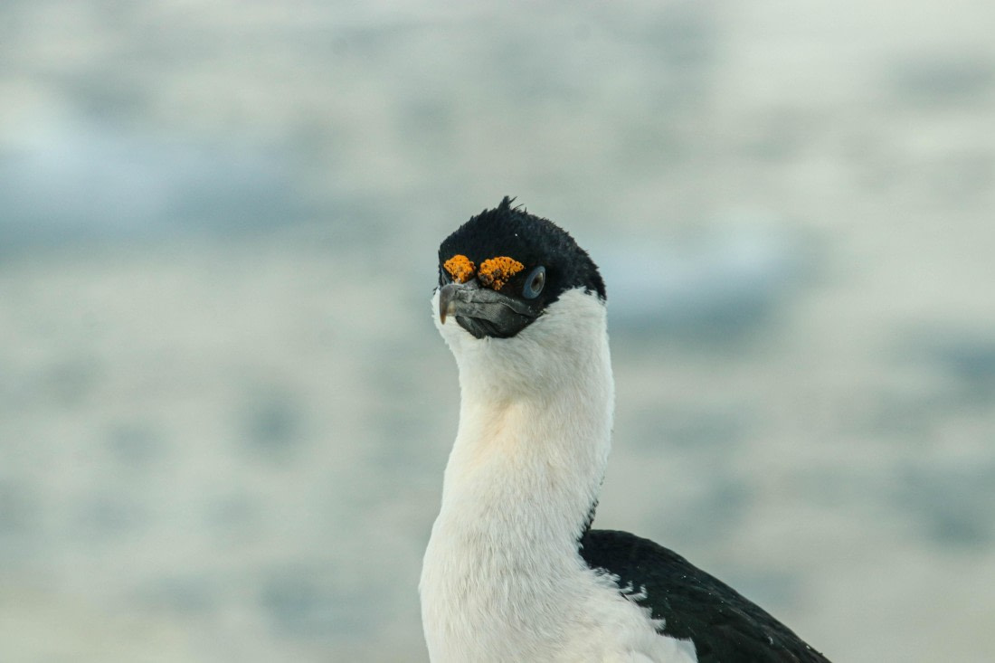 PLA32-25, Day 8, IMG_7774 © Unknown photographer - Oceanwide Expeditions.jpg