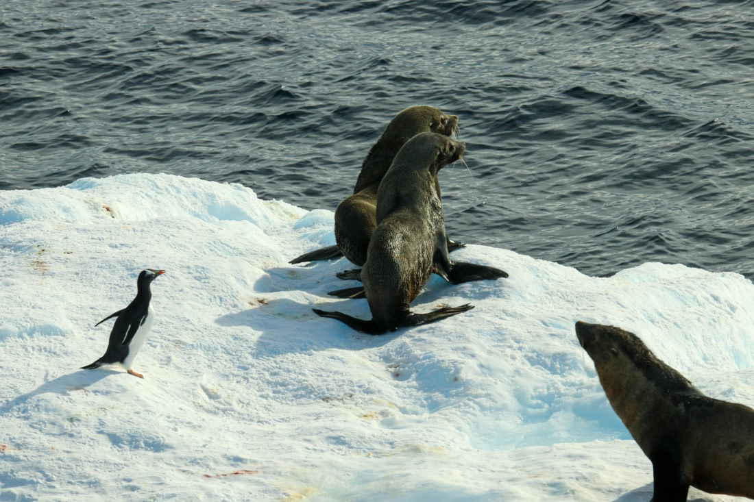 PLA32-25, Day 8, IMG_7792 © Unknown photographer - Oceanwide Expeditions.jpg