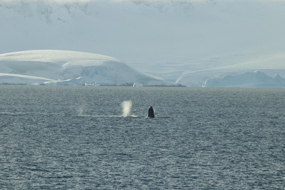 PLA32-25, Day 8, IMG_7810 © Unknown photographer - Oceanwide Expeditions.jpg