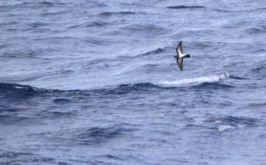 PLA32-25, Day 10, IMG_2213 © Unknown photographer - Oceanwide Expeditions.JPG