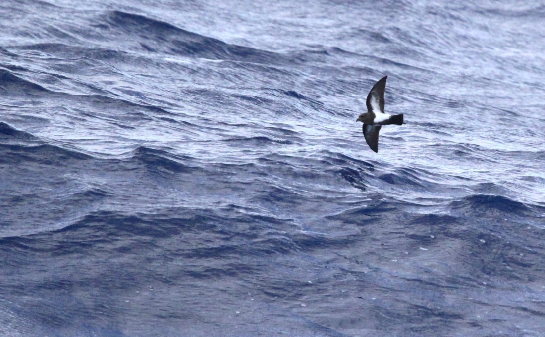 PLA32-25, Day 10, IMG_2220 © Unknown photographer - Oceanwide Expeditions.JPG