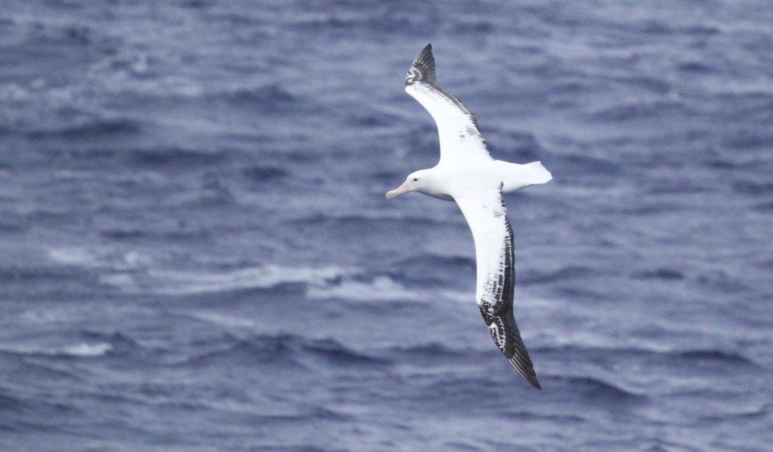 PLA32-25, Day 10, IMG_2320 © Unknown photographer - Oceanwide Expeditions.JPG