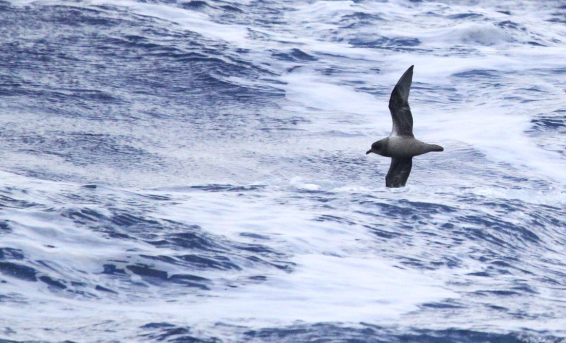 PLA32-25, Day 10, IMG_2425 © Unknown photographer - Oceanwide Expeditions.JPG