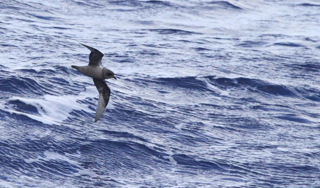 PLA32-25, Day 10, IMG_2436 © Unknown photographer - Oceanwide Expeditions.JPG