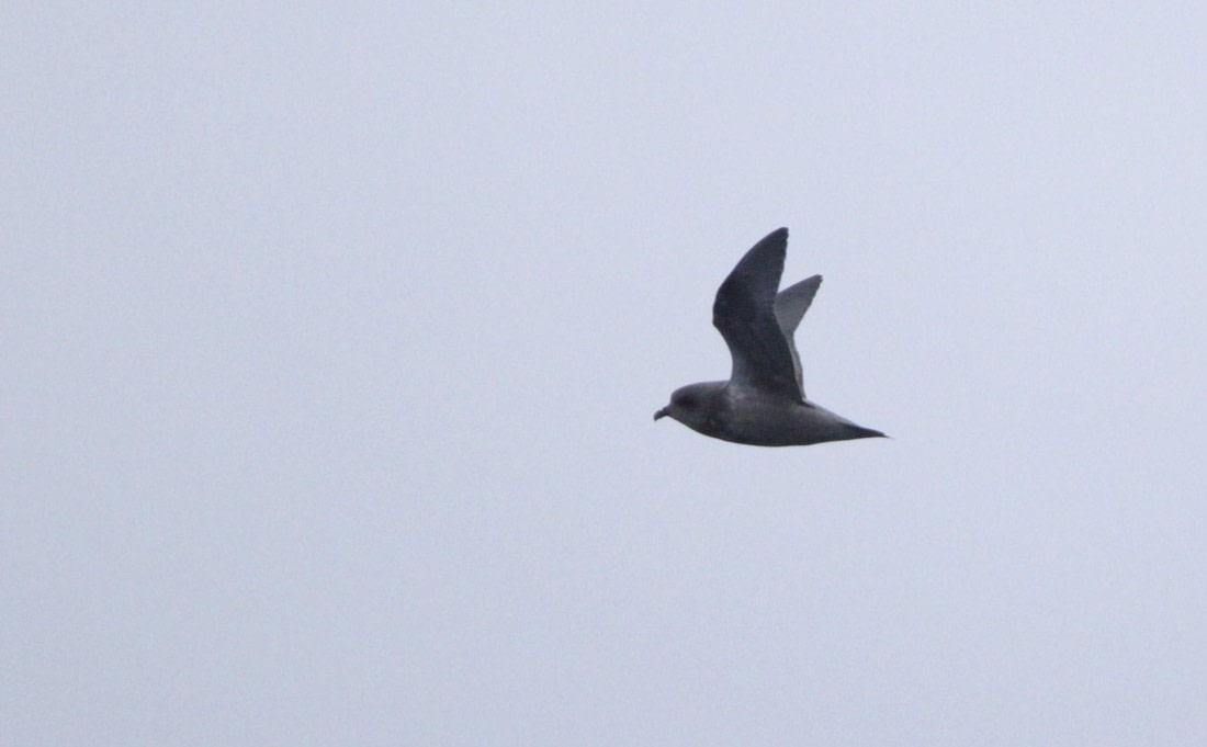 PLA32-25, Day 10, IMG_2501 © Unknown photographer - Oceanwide Expeditions.JPG