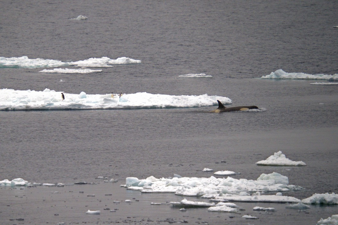Antarctica, WeddellSea, OTL23-23, A7300653 © Angela Beckwith - Oceanwide Expeditions.jpg