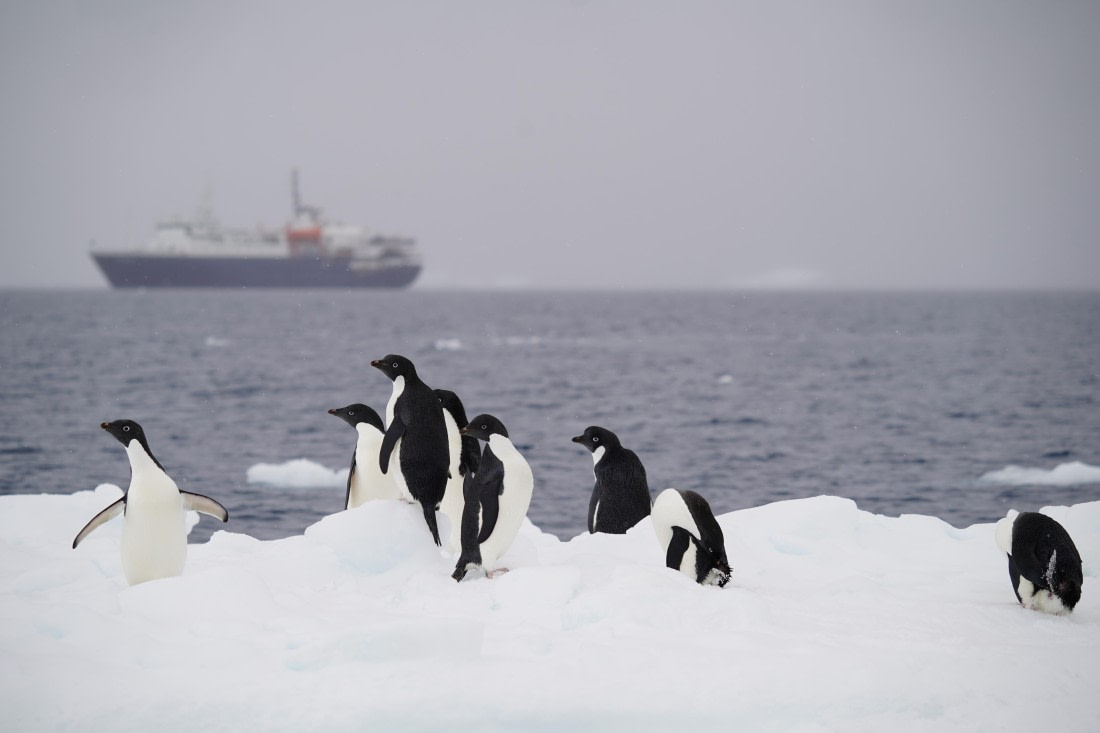 Antarctica, WeddellSea, OTL23-23, A7308995 © Angela Beckwith - Oceanwide Expeditions.JPG