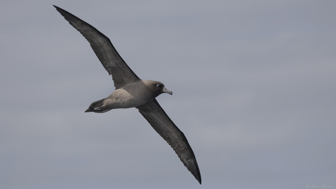 OTL32-25, Day 2, Albaross 6© Sara Jenner - Oceanwide Expeditions.jpg