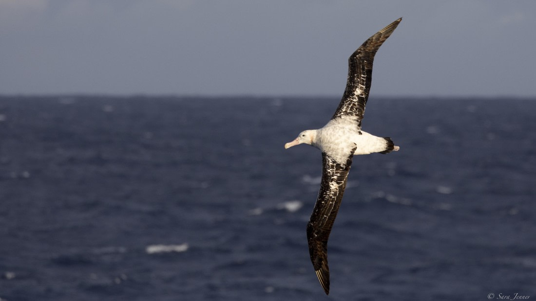 OTL32-25, Day 2, Albatross 1 ss© Sara Jenner - Oceanwide Expeditions.jpg