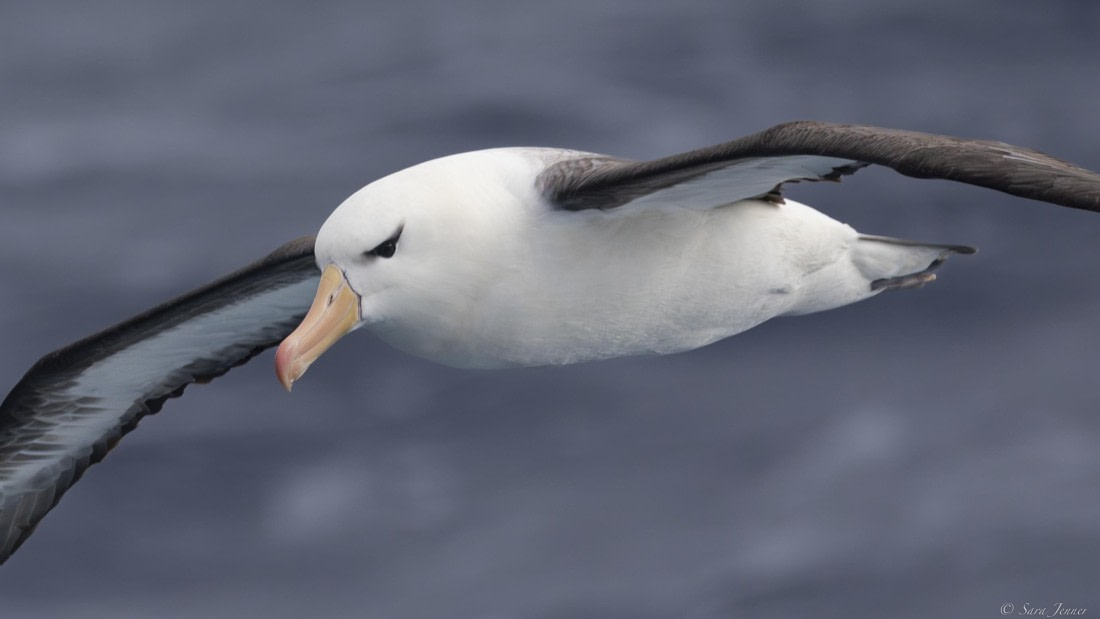 OTL32-25, Day 2, Albatross 3© Sara Jenner - Oceanwide Expeditions.jpg