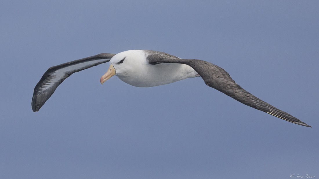 OTL32-25, Day 2, Albatross 4© Sara Jenner - Oceanwide Expeditions.jpg