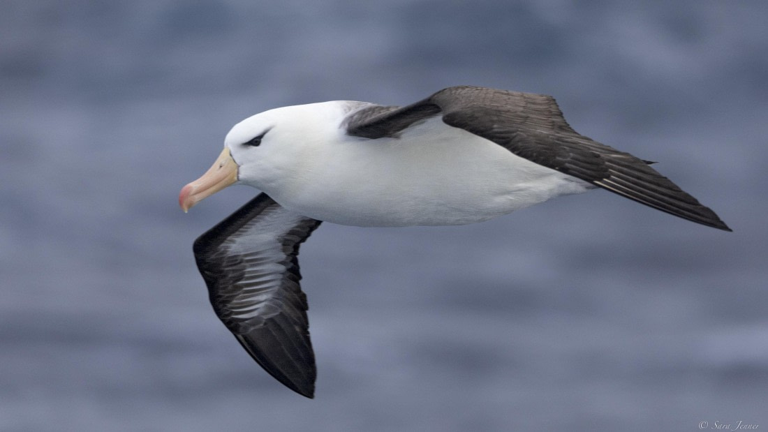OTL32-25, Day 3, Albatross 1 (2)© Sara Jenner - Oceanwide Expeditions.jpg