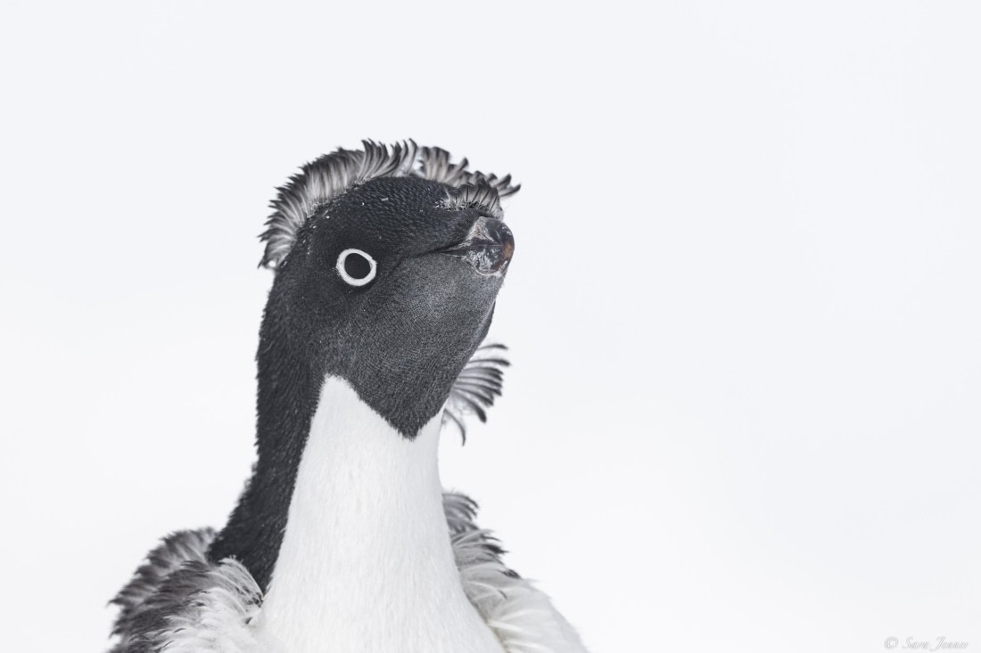 OTL32-25, Day 4, Adelie penguin 2© Sara Jenner - Oceanwide Expeditions.jpg