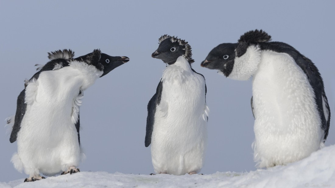 OTL32-25, Day 4, Adelie penguin 4© Sara Jenner - Oceanwide Expeditions.jpg