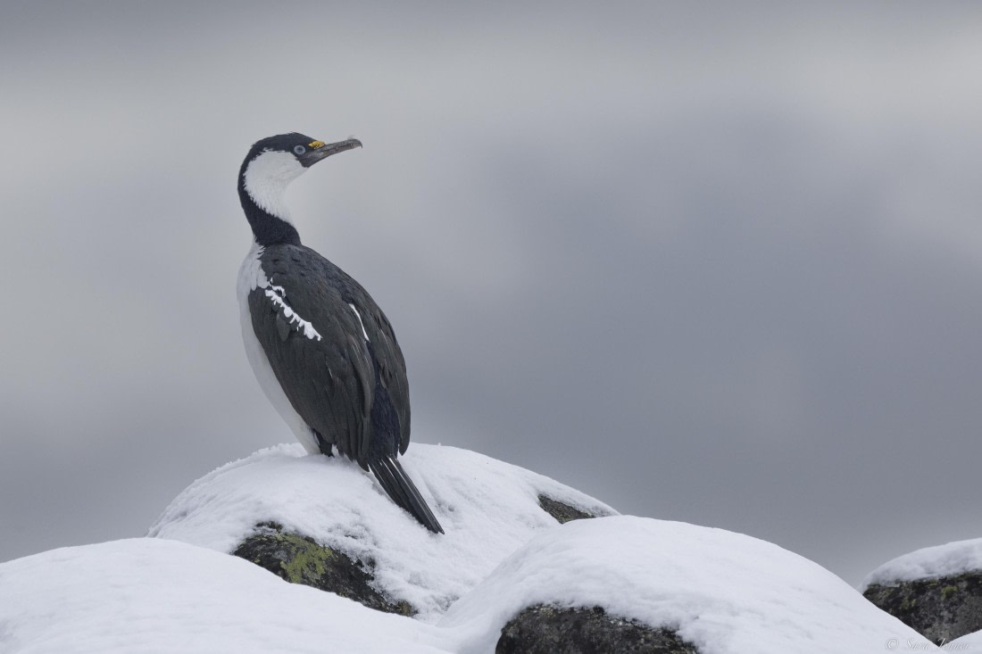 OTL32-25, Day 4, Blue eyed shag© Sara Jenner - Oceanwide Expeditions.jpg