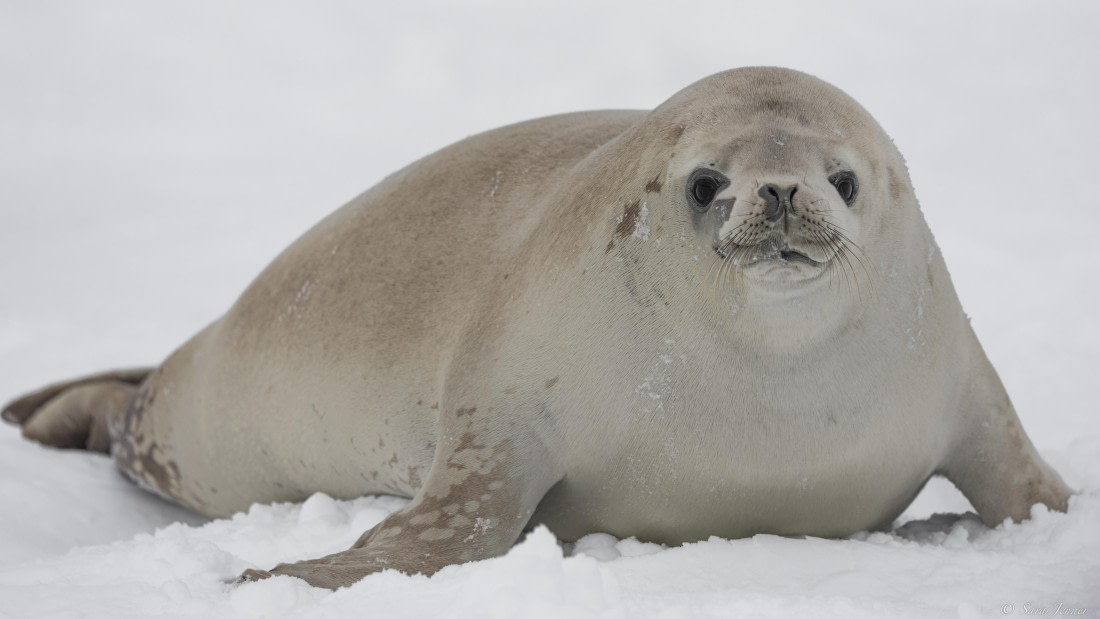 OTL32-25, Day 4, Crabeater 1© Sara Jenner - Oceanwide Expeditions.jpg