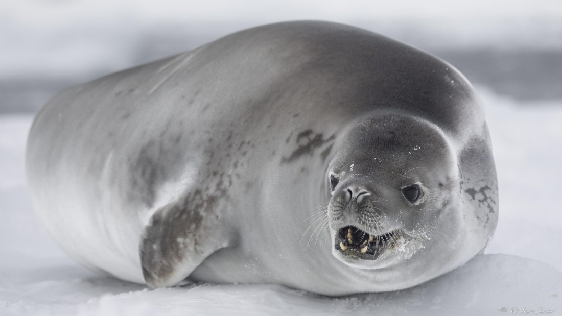 OTL32-25, Day 4, Crabeater 2© Sara Jenner - Oceanwide Expeditions.jpg