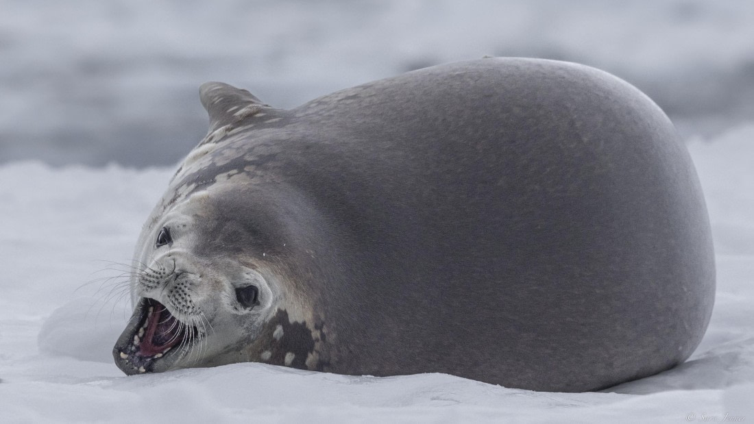 OTL32-25, Day 4, Crabeater 6© Sara Jenner - Oceanwide Expeditions.jpg