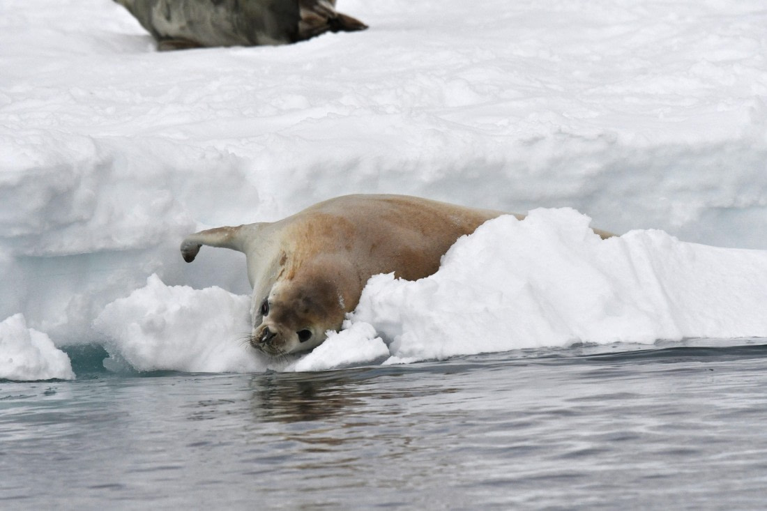 OTL32-25, Day 4, Crabeater Prospect Point © Saskia van der Meij - Oceanwide Expeditions.JPG