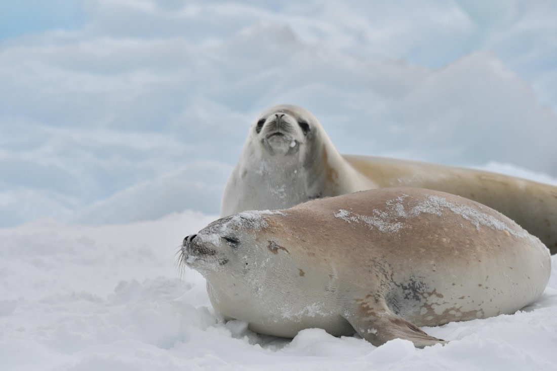 OTL32-25, Day 4, Crabeaters Prospect Point © Saskia van der Meij - Oceanwide Expeditions.JPG