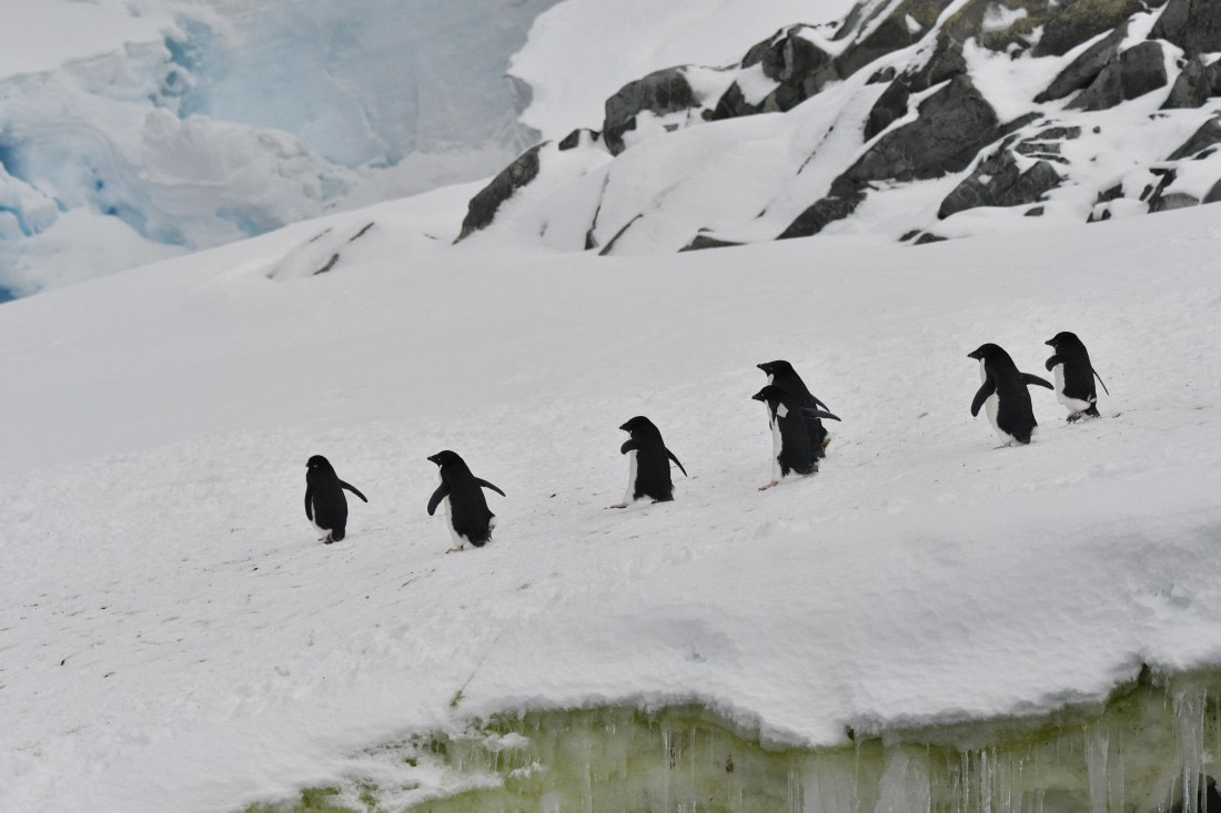 OTL32-25, Day 4, Fish Islands Adelies -Sas © Saskia van der Meij  - Oceanwide Expeditions.JPG