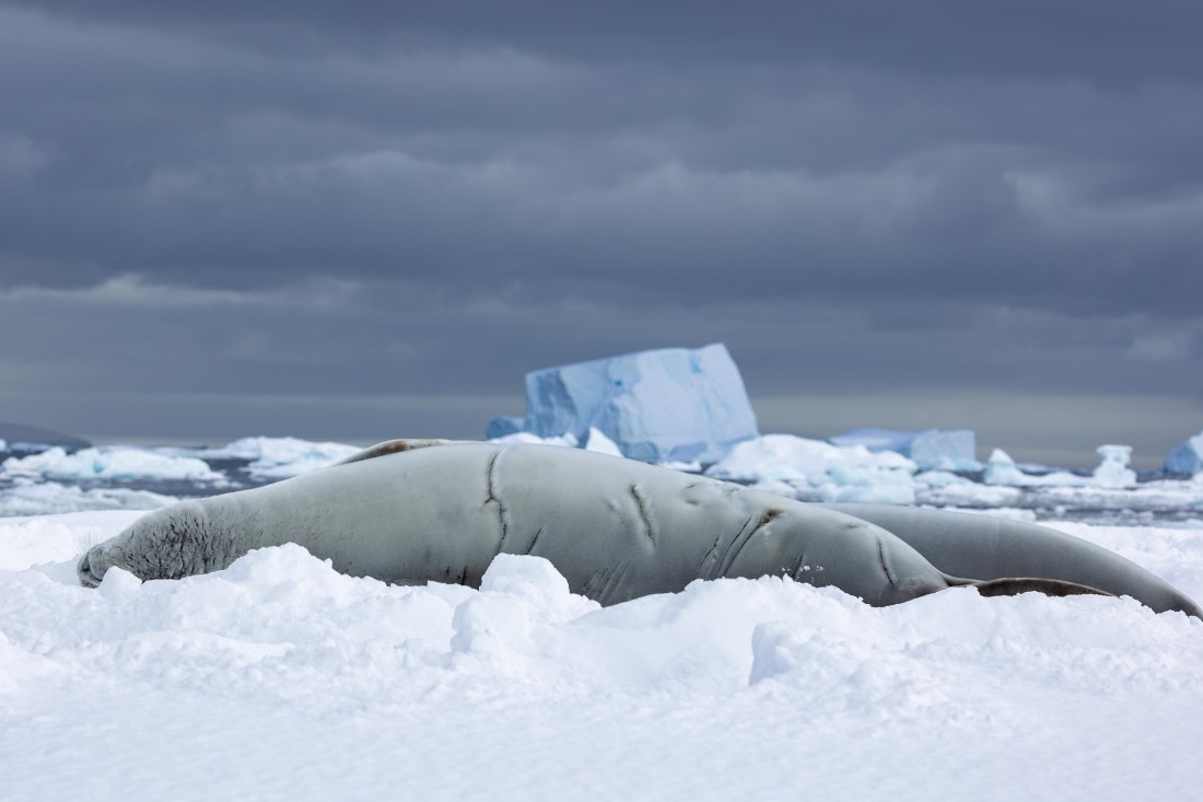 OTL32-25, Day 4, FZ1A5487-Enhanced-NR-1 © Unknown photographer  - Oceanwide Expeditions.jpg