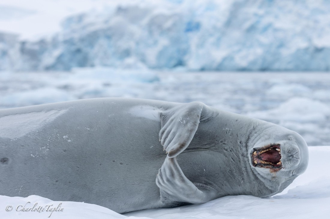 OTL32-25, Day 4, FZ1A5559-1 © Charlotte Taplin - Oceanwide Expeditions.jpg