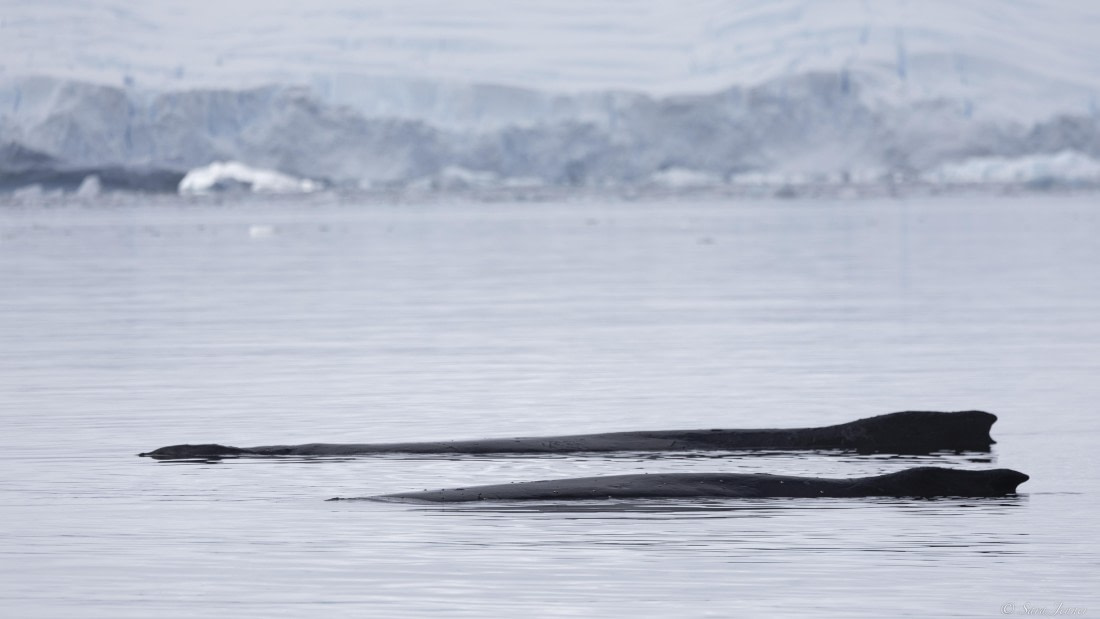 OTL32-25, Day 4, Humpback whale © Sara Jenner - Oceanwide Expeditions.jpg