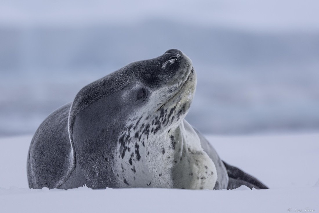 OTL32-25, Day 4, Leopard seal © Sara Jenner - Oceanwide Expeditions.jpg