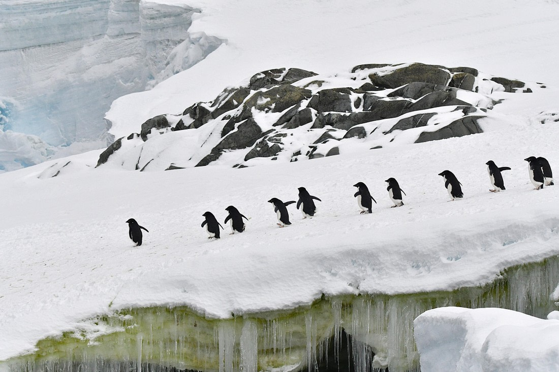 OTL32-25, Day 4, Penguins Fish Islands © Saskia van der Meij - Oceanwide Expeditions.JPG