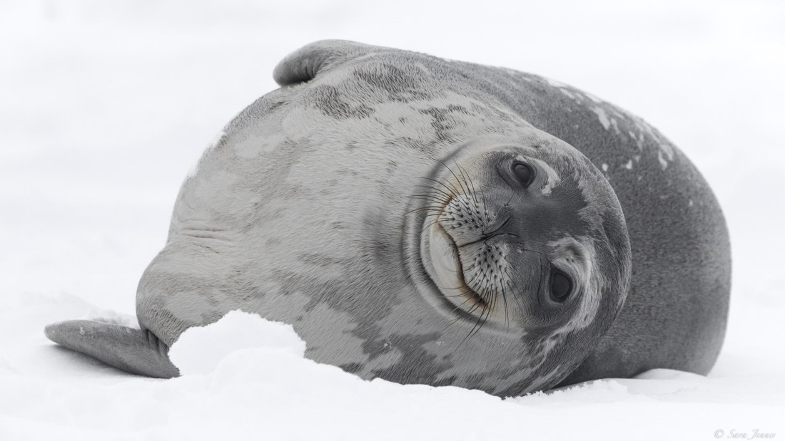 OTL32-25, Day 4, Weddell Seal 1 © Sara Jenner - Oceanwide Expeditions.jpg
