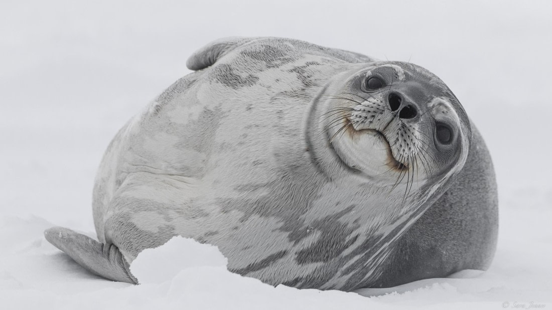 OTL32-25, Day 4, Weddell Seal 2 © Sara Jenner - Oceanwide Expeditions.jpg