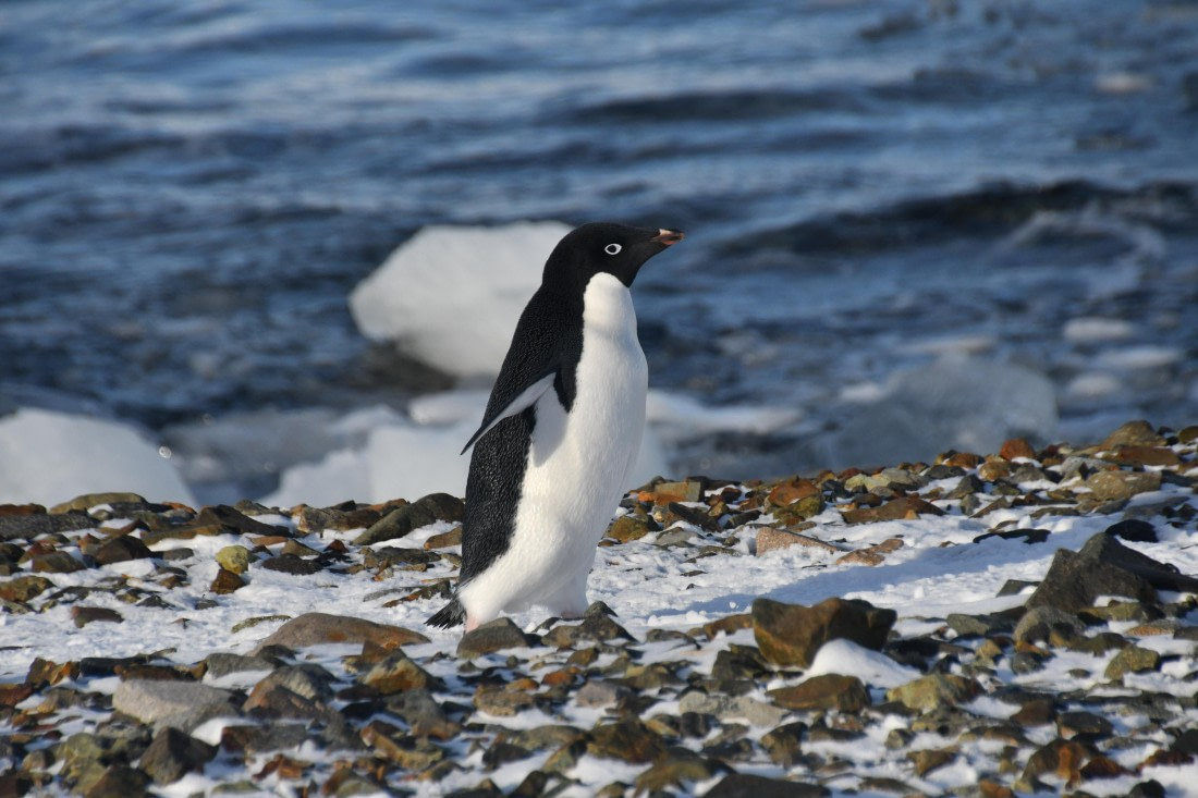 OTL32-25, Day 5, Adelie - Pourquoi Pas © Saskia van der Meij - Oceanwide Expeditions.JPG
