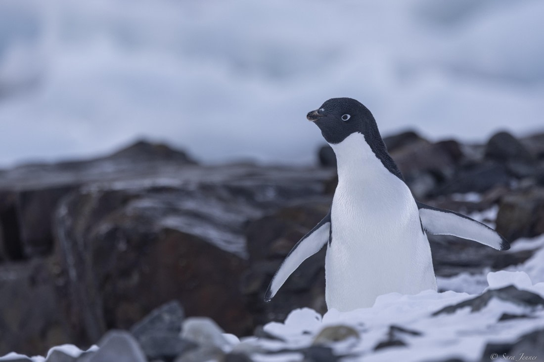 OTL32-25, Day 5, Adelie penguin 1 (2)© Sara Jenner - Oceanwide Expeditions.jpg