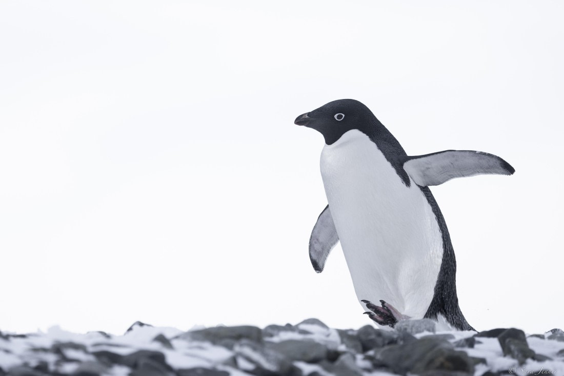 OTL32-25, Day 5, Adelie penguin 2 (2)© Sara Jenner - Oceanwide Expeditions.jpg