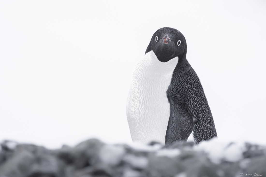 OTL32-25, Day 5, Adelie Penguin 3 (2)© Sara Jenner - Oceanwide Expeditions.jpg
