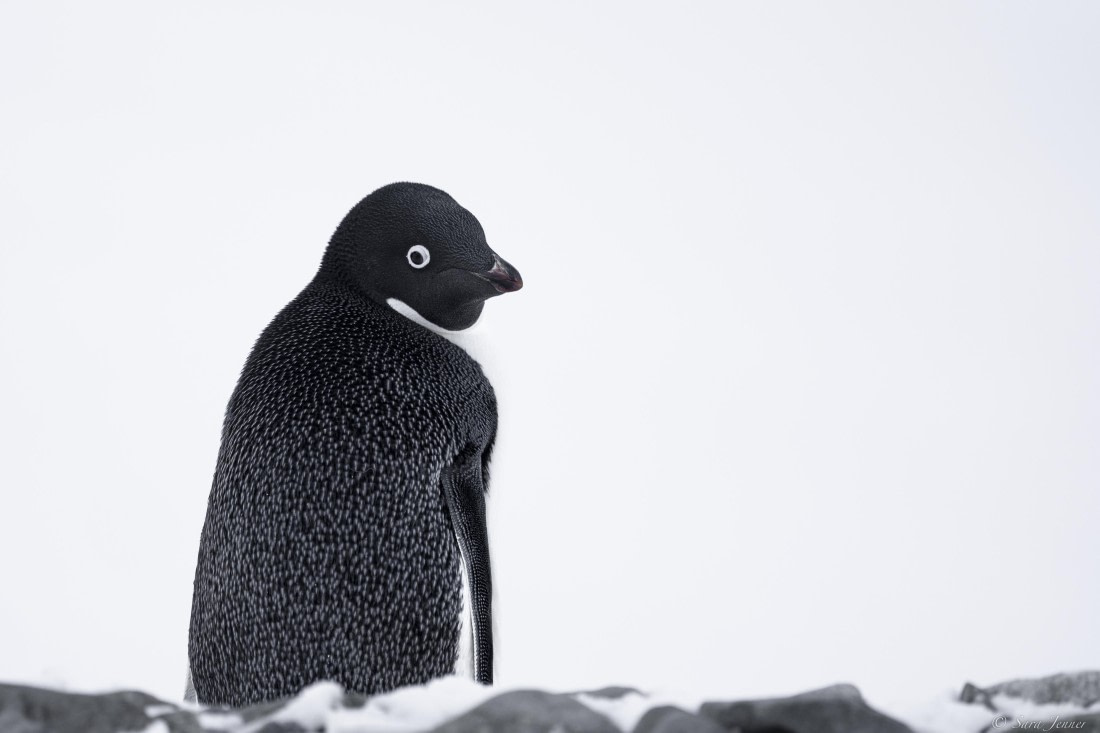 OTL32-25, Day 5, Adelie Penguin 4 (2)© Sara Jenner - Oceanwide Expeditions.jpg