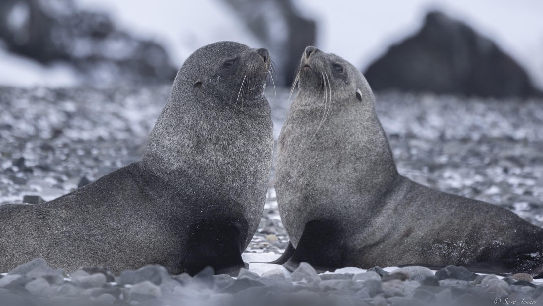 OTL32-25, Day 5, Fur seal 2© Sara Jenner - Oceanwide Expeditions.jpg
