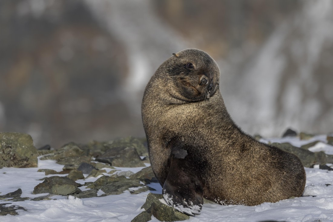 OTL32-25, Day 5, Fur seal 3© Sara Jenner - Oceanwide Expeditions.jpg