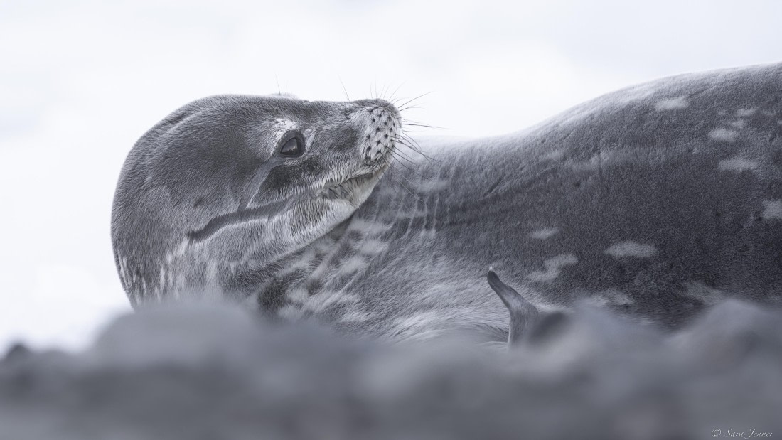 OTL32-25, Day 5, Weddell Seal 1 (2) © Sara Jenner - Oceanwide Expeditions.jpg