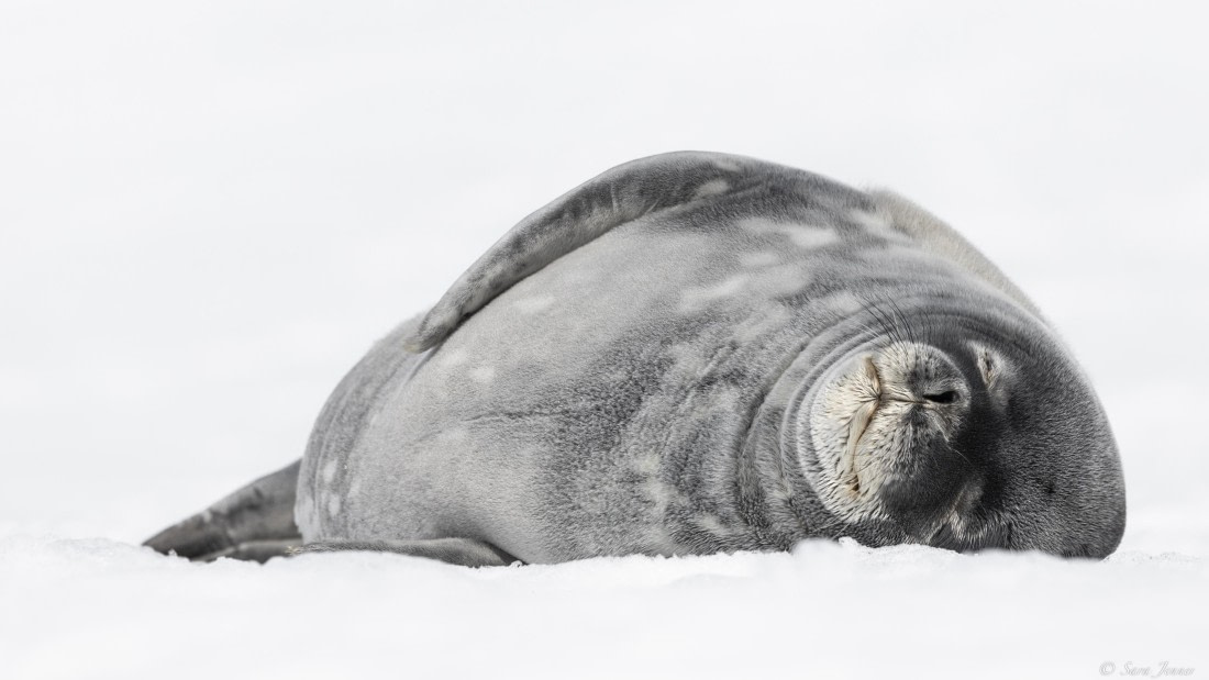 OTL32-25, Day 5, Weddell Seal 2 (2) © Sara Jenner - Oceanwide Expeditions.jpg
