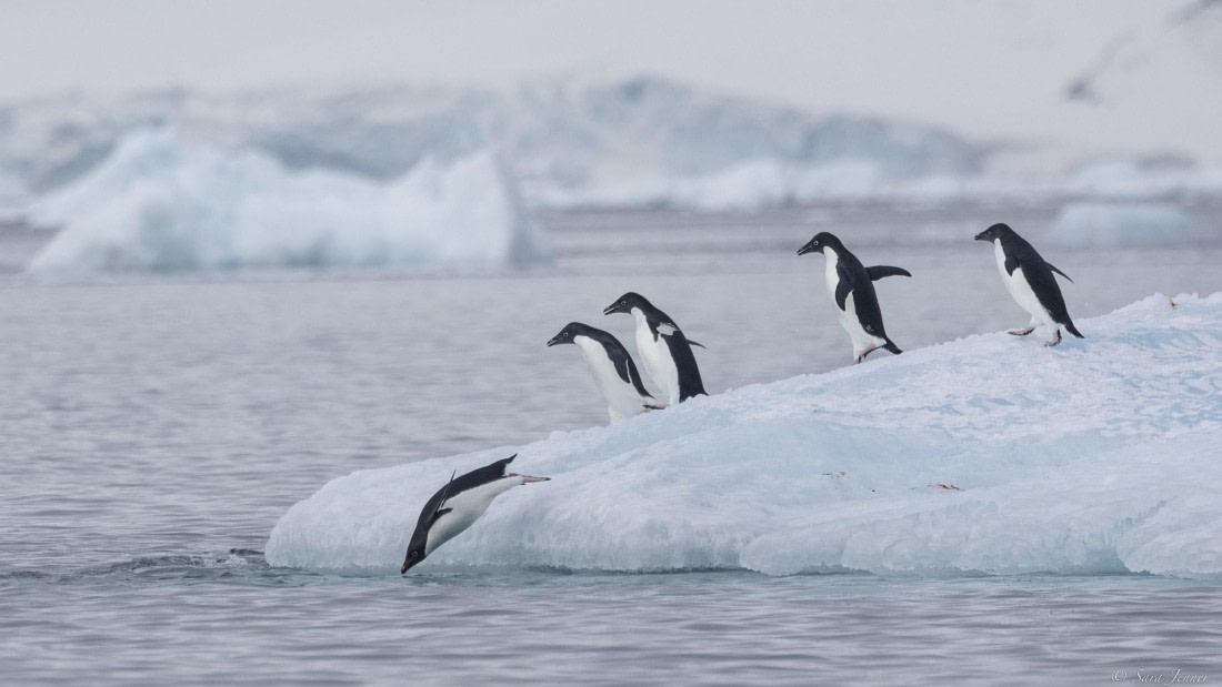 OTL32-25, Day 6, Adelies on an iceberg© Sara Jenner - Oceanwide Expeditions.jpg