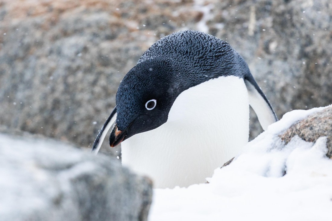 OTL32-25, Day 6, FZ1A5717 © Unknown photographer - Oceanwide Expeditions.jpg