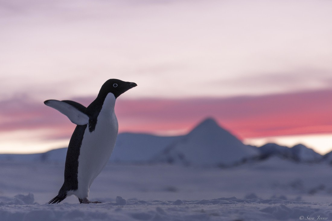 OTL32-25, Day 6, Penguins at sunrise 1 © Sara Jenner - Oceanwide Expeditions.jpg