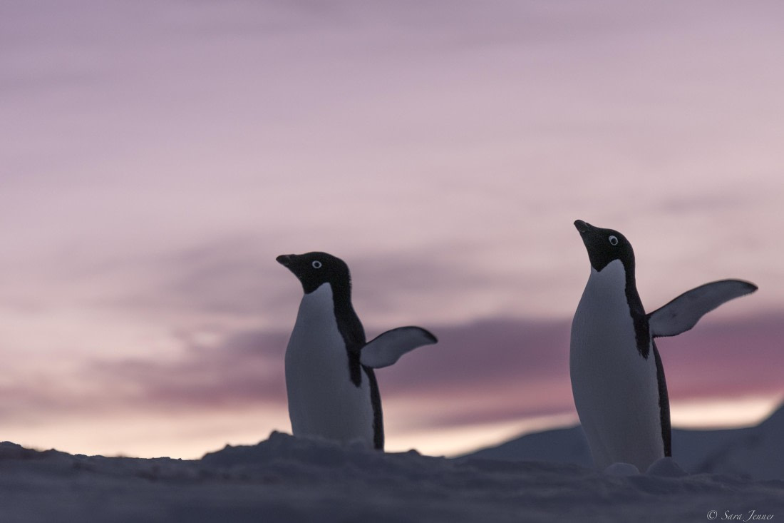 OTL32-25, Day 6, Penguins at sunrise 2 © Sara Jenner - Oceanwide Expeditions.jpg