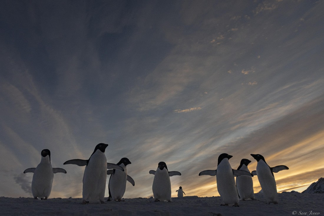 OTL32-25, Day 6, Penguins at sunrise 5 © Sara Jenner - Oceanwide Expeditions.jpg