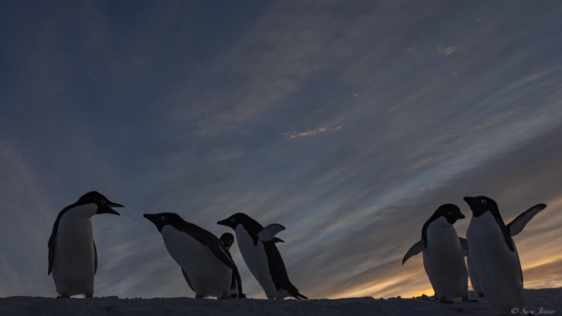 OTL32-25, Day 6, Penguins at sunrise 6 © Sara Jenner - Oceanwide Expeditions.jpg