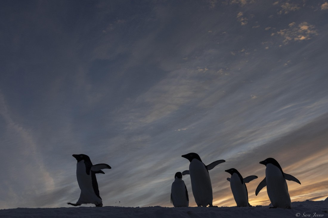OTL32-25, Day 6, Penguins at sunrise 7 © Sara Jenner - Oceanwide Expeditions.jpg