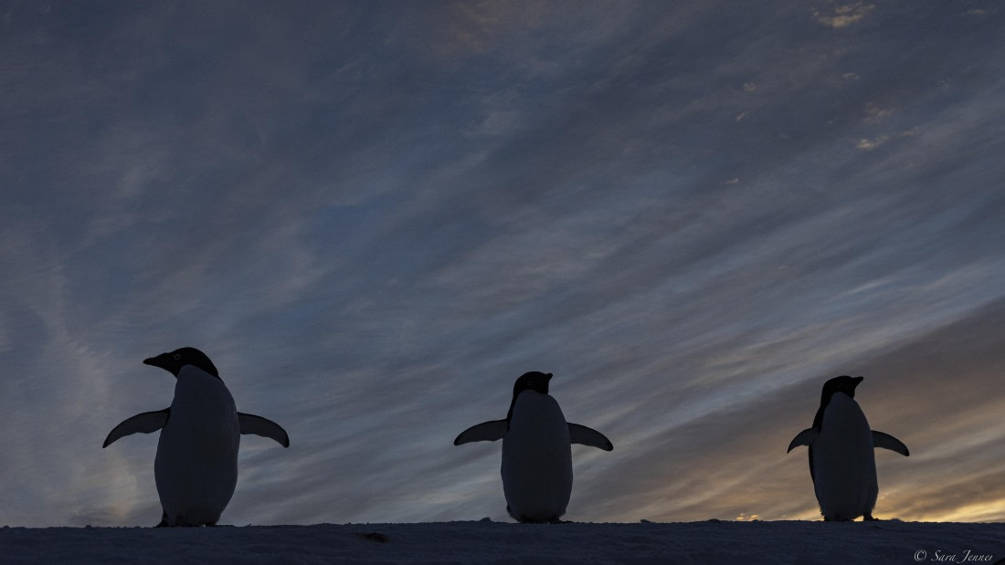 OTL32-25, Day 6, Penguins at sunrise 8 © Sara Jenner - Oceanwide Expeditions.jpg